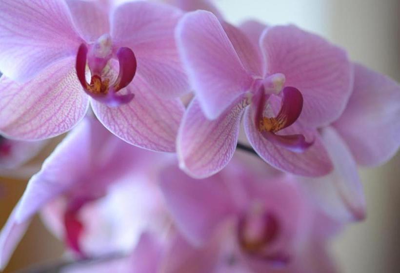 旅馆 Pension Regina