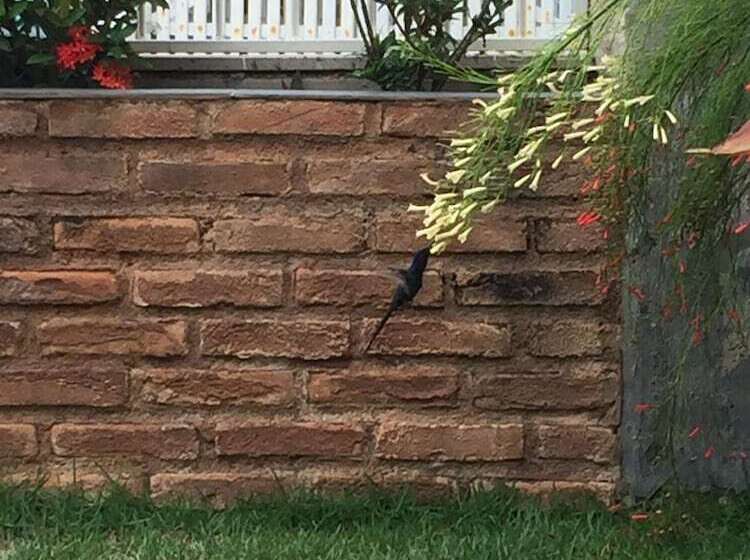 ホテル Pousada Tucano