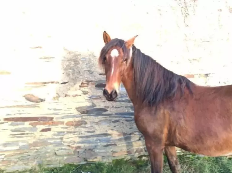 Aamiaismajoitus (B&B) Chambres D'hotes La Merais