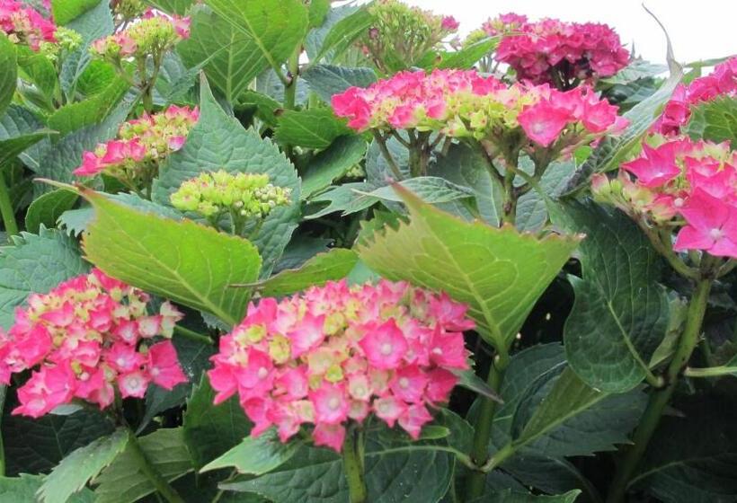 بنسيون Chambres D Hôtes De Ty Guen