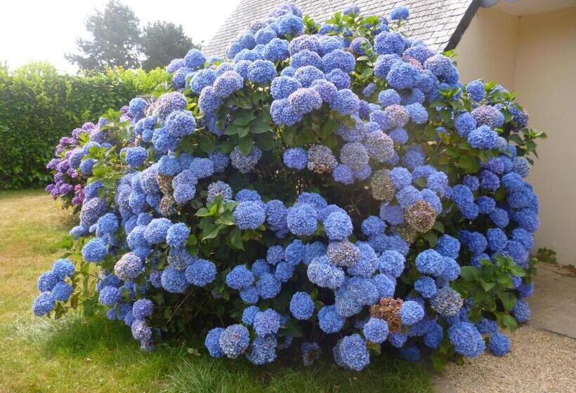 بنسيون Chambres D Hôtes De Ty Guen