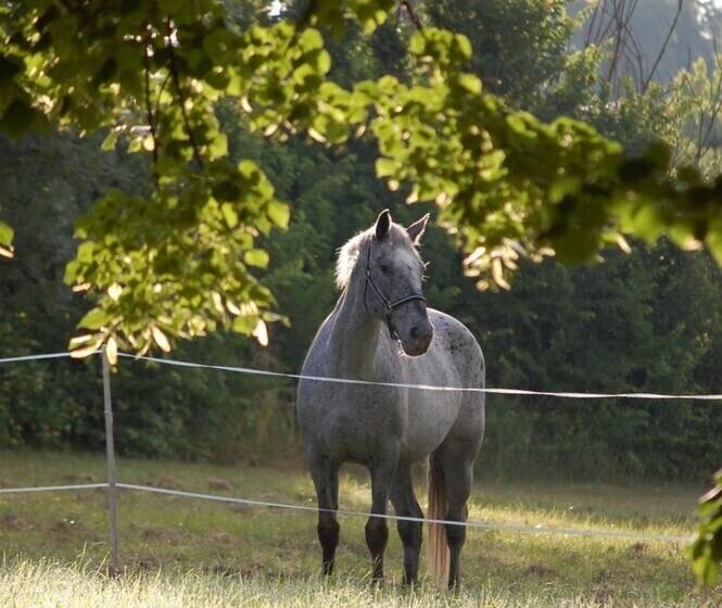 Bed and Breakfast Château Le Souley