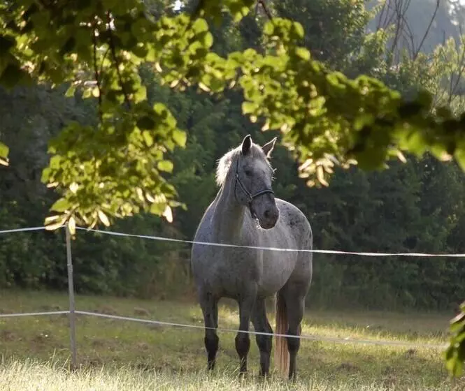 Aamiaismajoitus (B&B) Château Le Souley