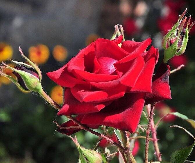 Отель Lazurnaya 2