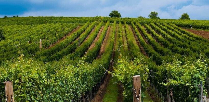 Отель The Oaks Victorian Inn