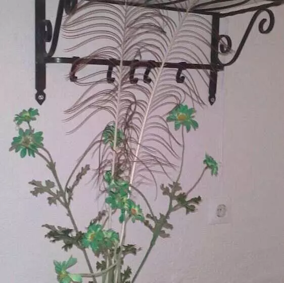 Majatalo Anastasia's Garden