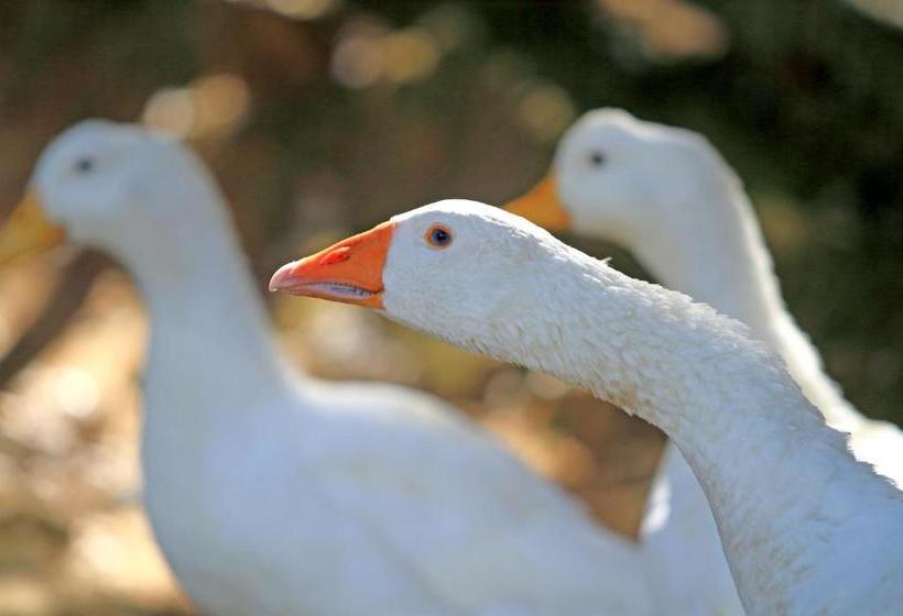 هتل Casa Vacanze La Sainella