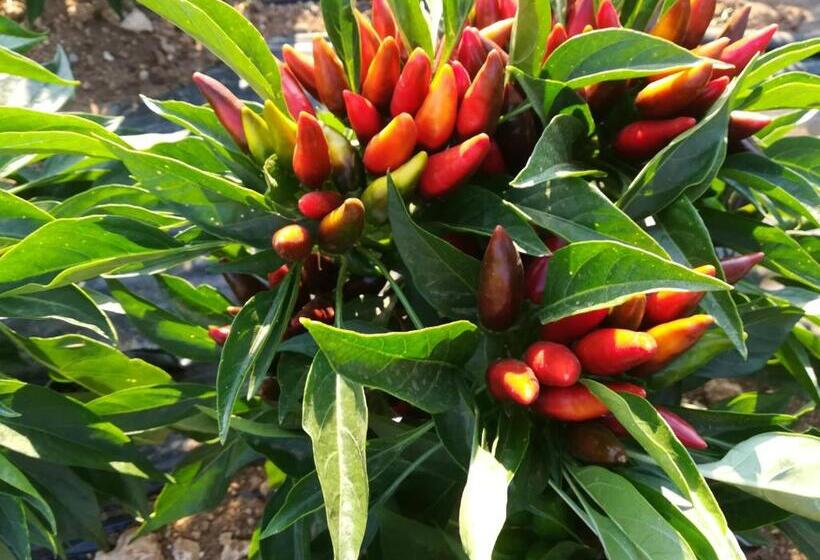 בית מלון כפרי Agriturismo Torrevecchia