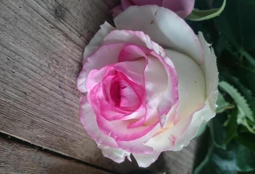 בית מלון כפרי Agriturismo Torrevecchia