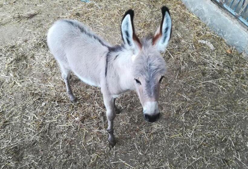 בית מלון כפרי Agriturismo Torrevecchia