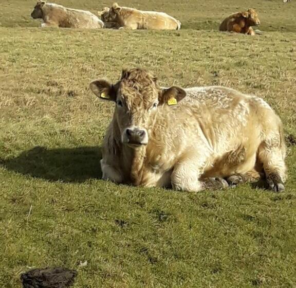 בית מלון כפרי Dubhlinn House