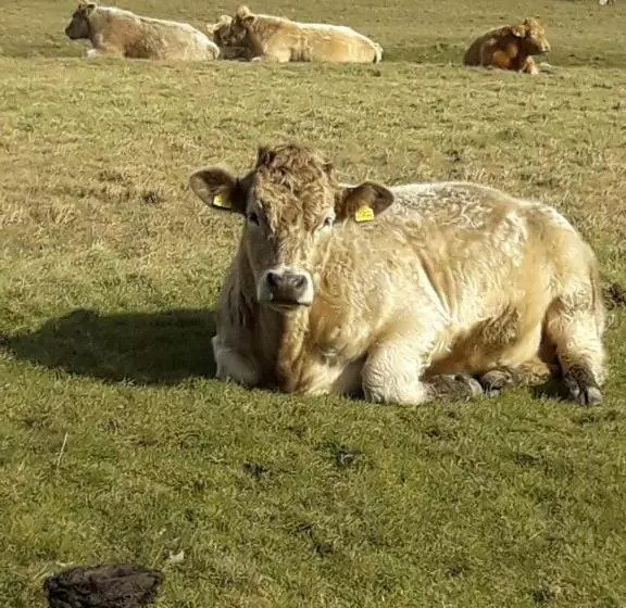 Hotelli Dubhlinn House