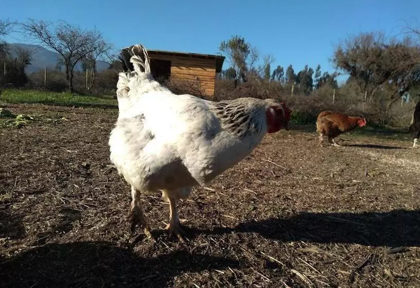 ホテル Eco Parcela La Chacra