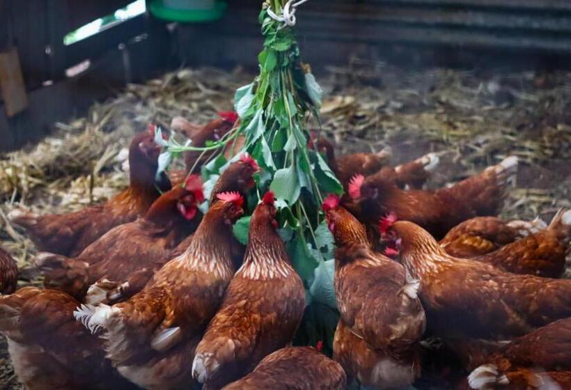 펜션 Granja Los Campesinos