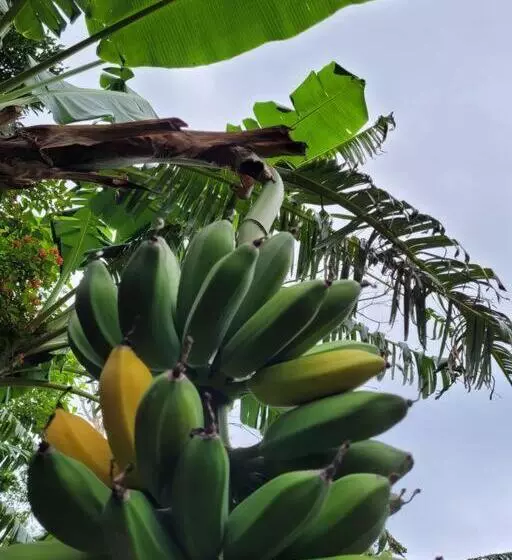 ペンション Granja Los Campesinos
