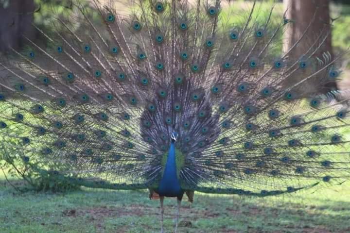 پانسیون Sweet Emotion