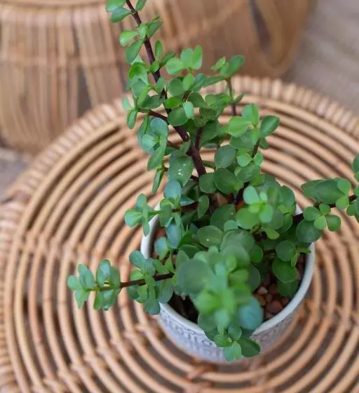 Majatalo The Lookout Guest House