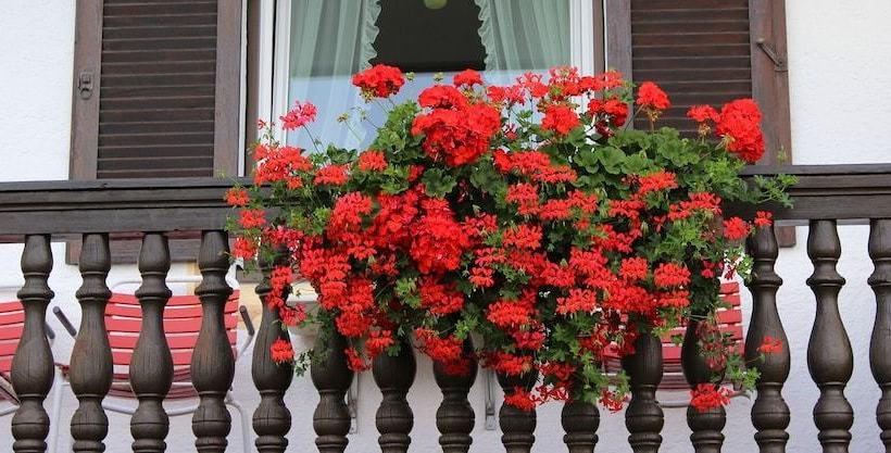 Hotell Gästehaus Alpengruß