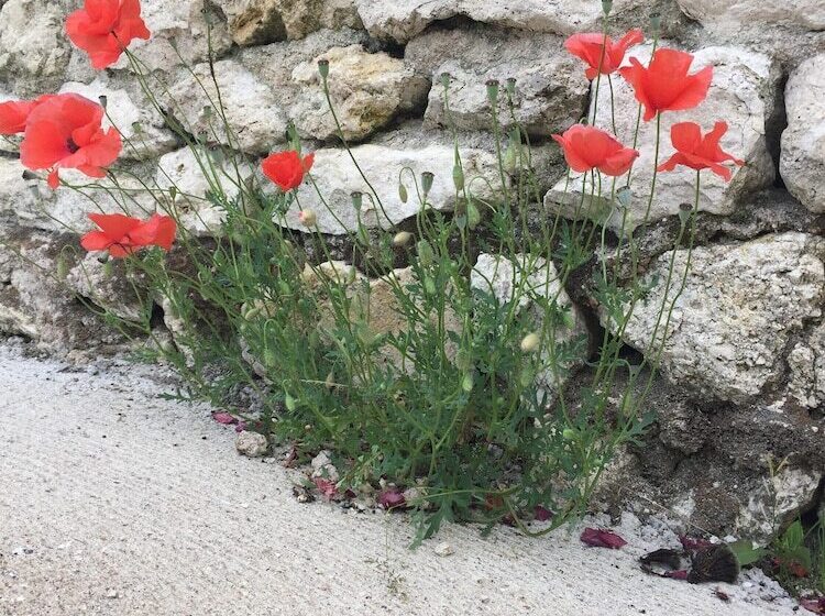 بنسيون Un Figuier Dans Notre Jardin