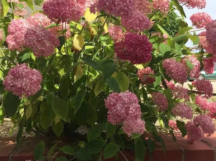 ペンション Un Figuier Dans Notre Jardin