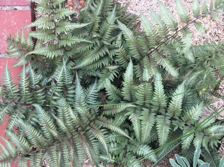 بنسيون Un Figuier Dans Notre Jardin