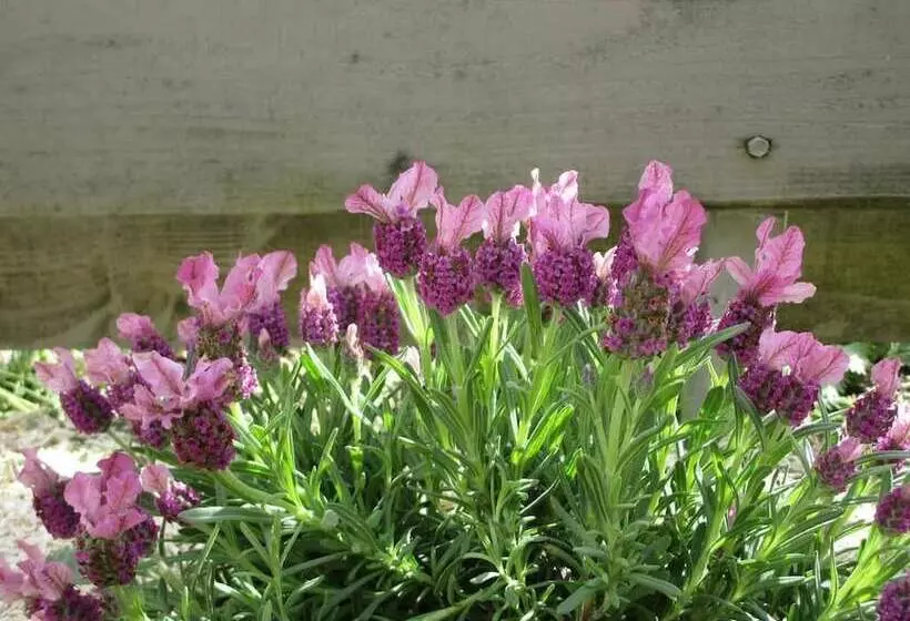 ペンション Un Figuier Dans Notre Jardin