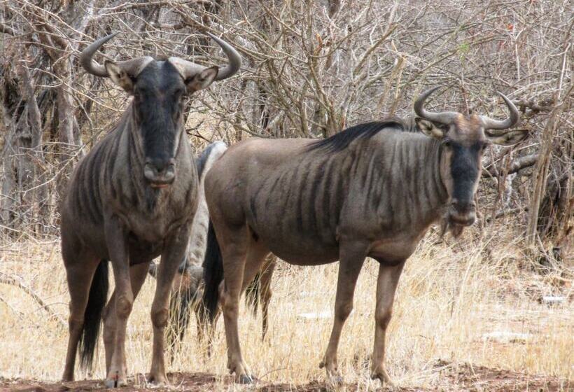 בית מלון כפרי Leopard's Lair Bush Lodge