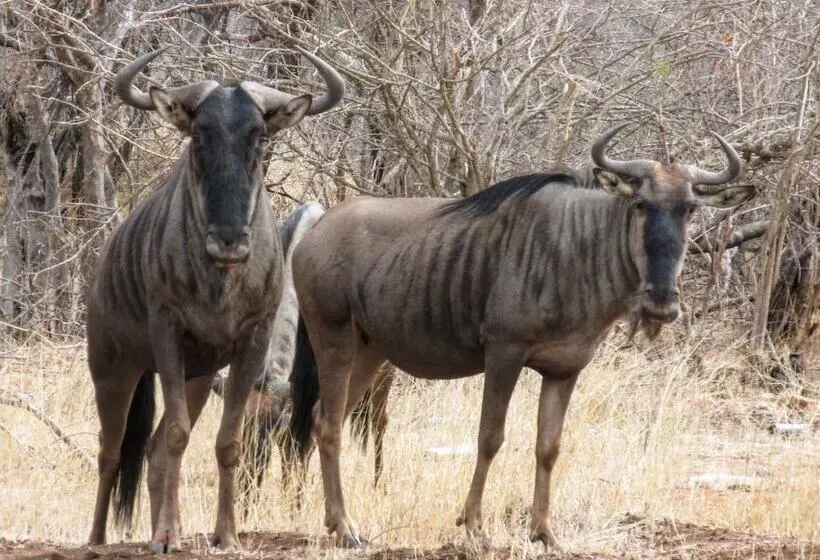 Hotelli Leopard's Lair Bush Lodge
