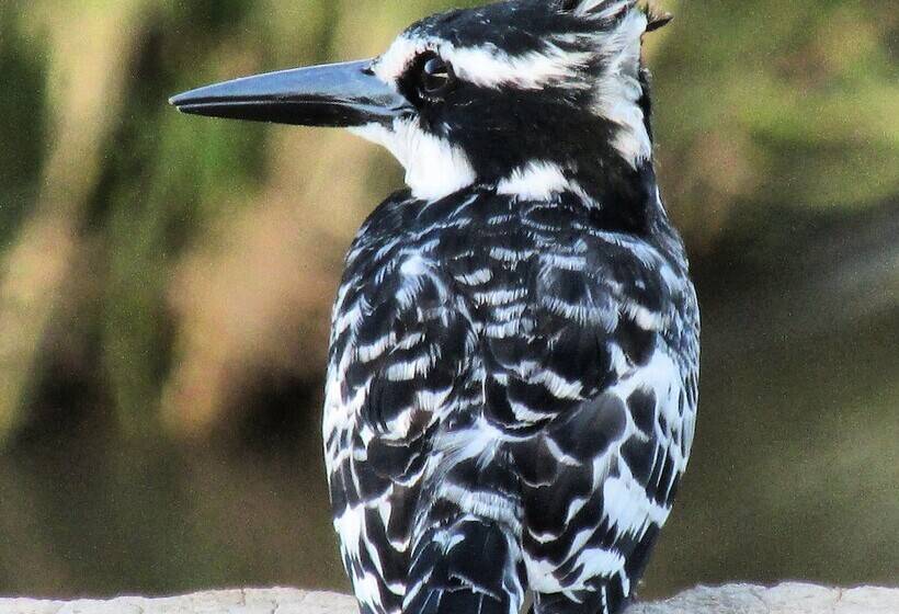 בית מלון כפרי Leopard's Lair Bush Lodge