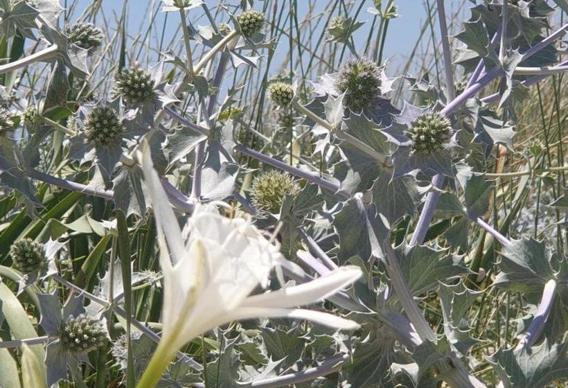 פנסיון Iris Home