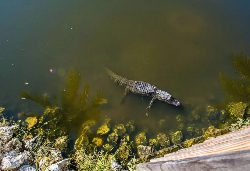 酒店 Trianon Bonita Bay