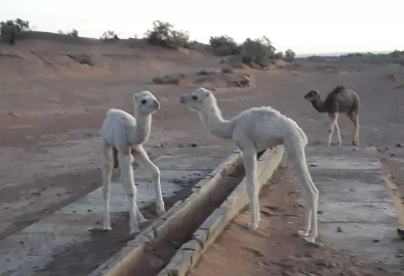Hostelli Desert Waves
