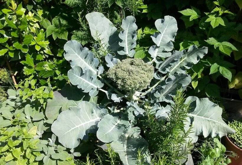 ペンション Moltkestrasse 89