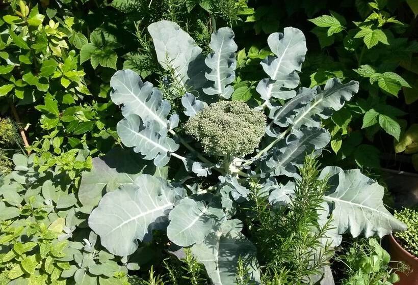 ペンション Moltkestrasse 89