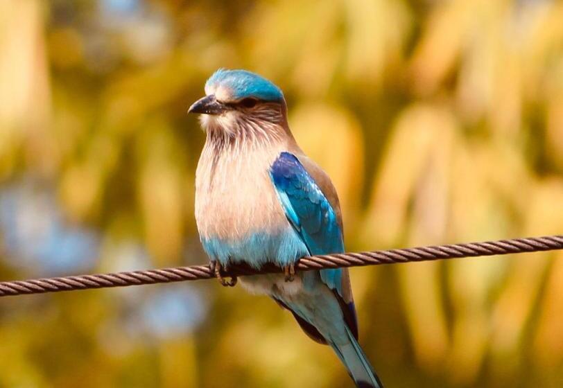 渡假胜地 Shambhala