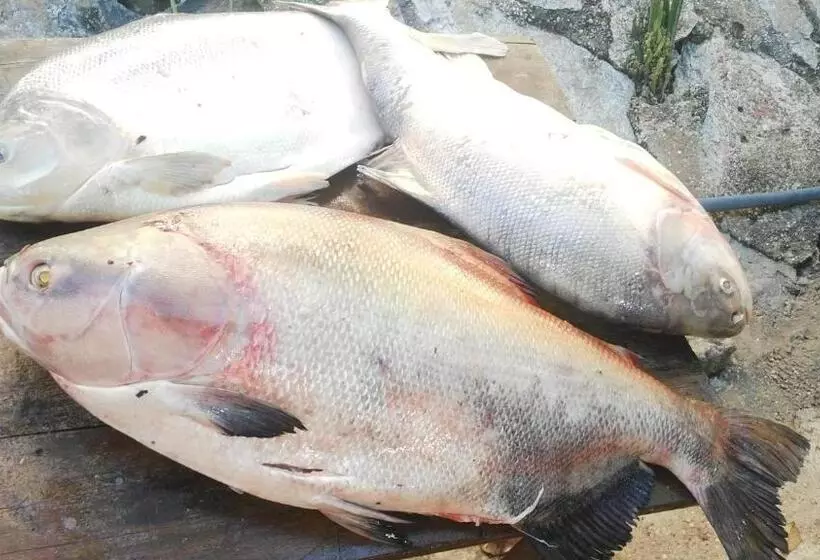 ホテル Cabaña Guainiana