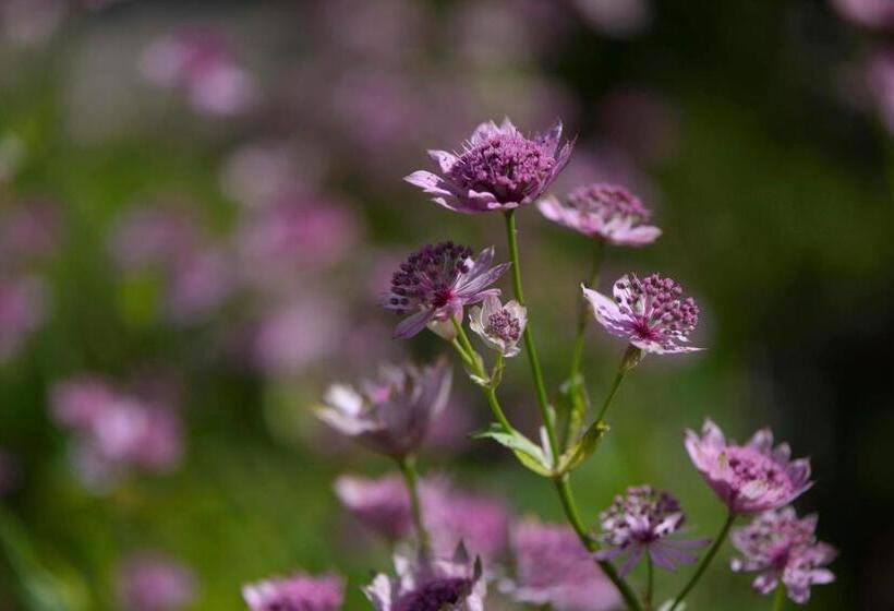 Albatross B&b Dornoch