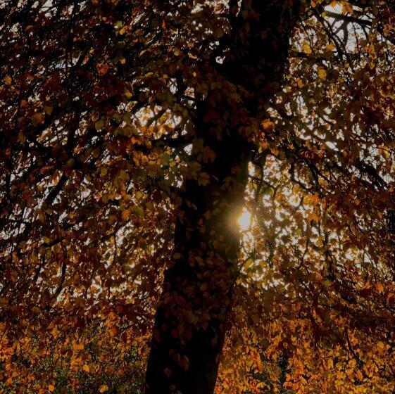 Albatross B&b Dornoch