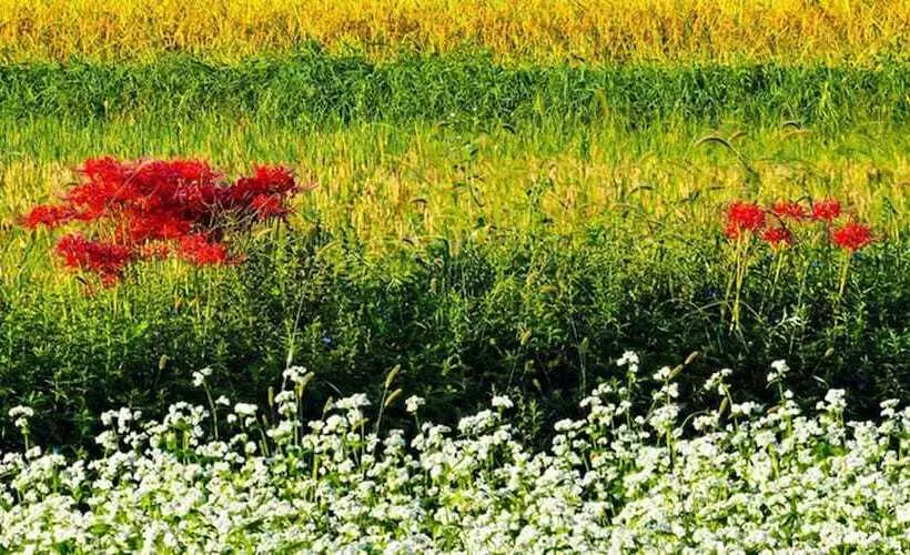 Hotelli Racine Home Harie