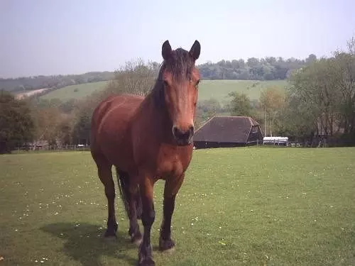 B&B Upper Ansdore Guest House