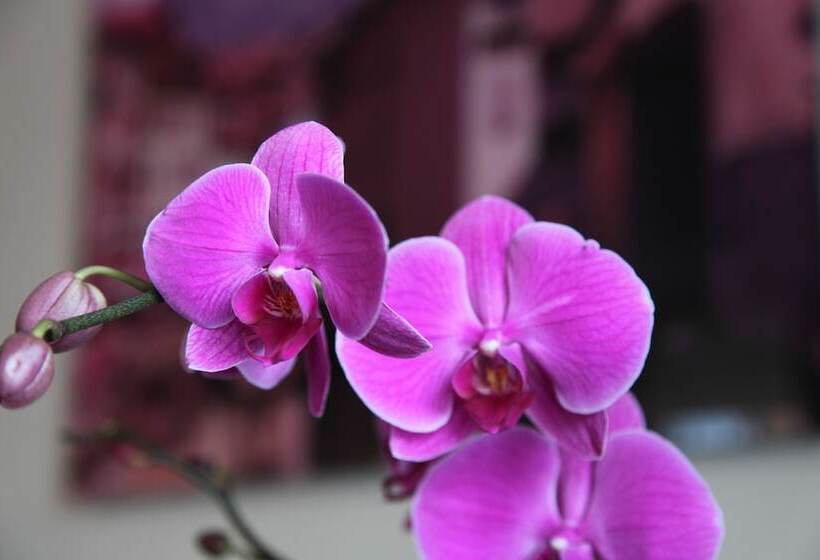 בית מלון כפרי Icône Hôtel Annecy