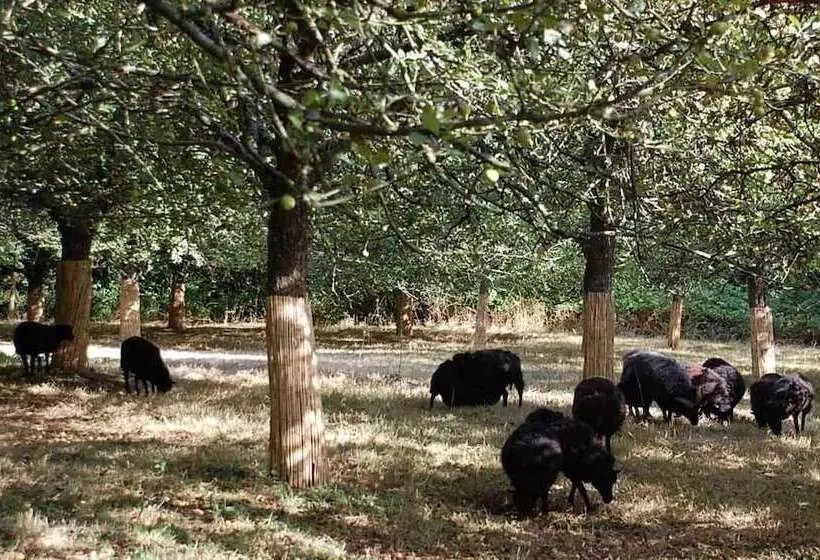 Majatalo The Archeologist Home Chateau Le Mur