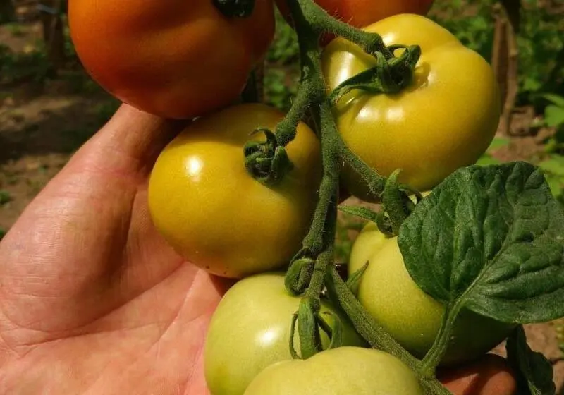 پانسیون Tourist Farm Strle With Great Local Food