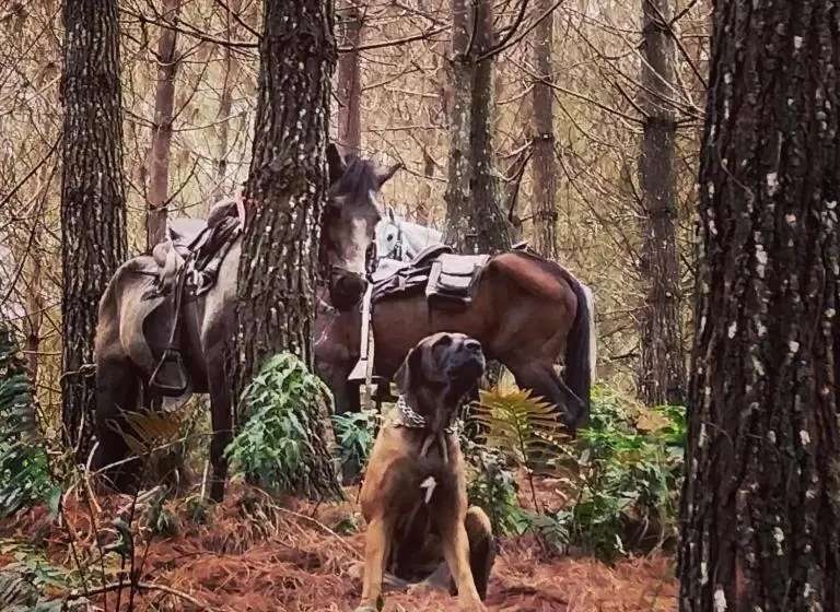 ユースホステル Glamping Rustiko