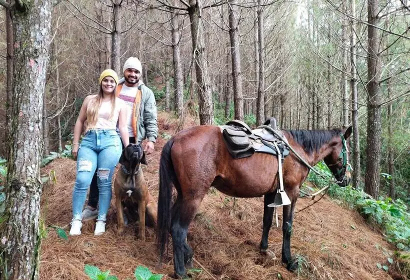 ユースホステル Glamping Rustiko