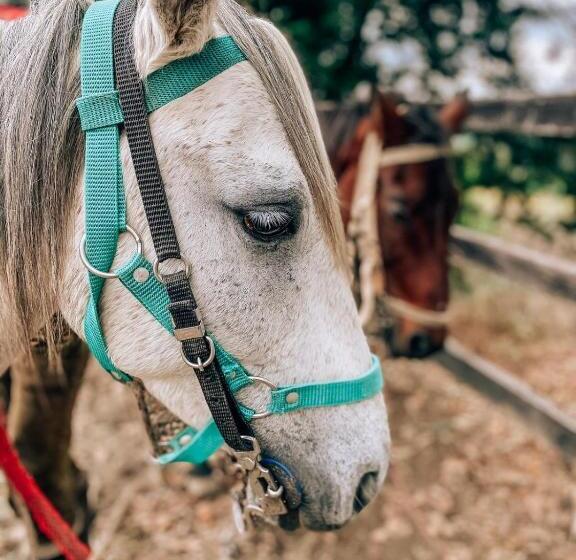 Herberge Glamping Rustiko