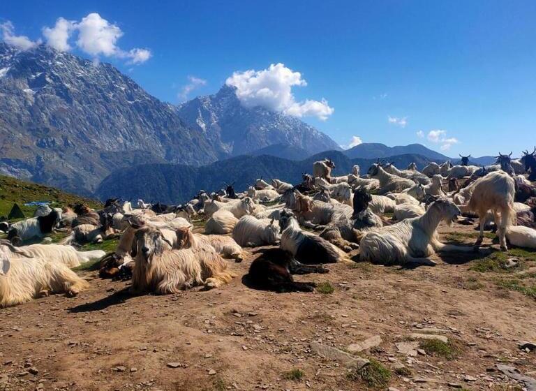 فندق Triund Trek And Camping