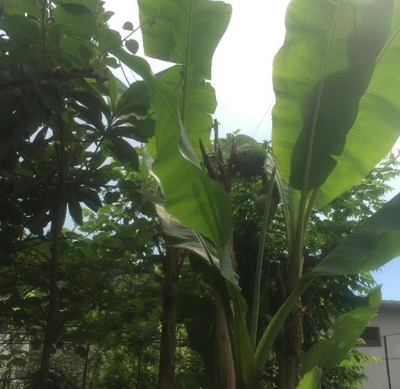 پانسیون у азы