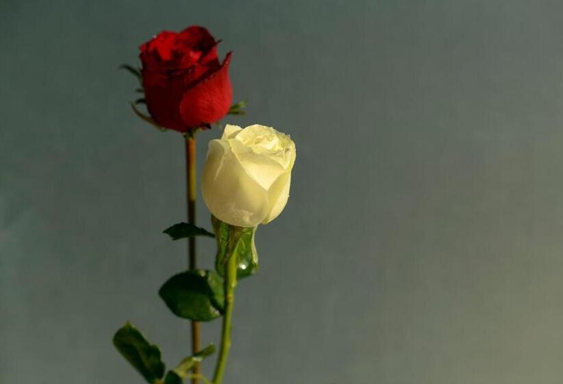 酒店 The Puncak Lombok