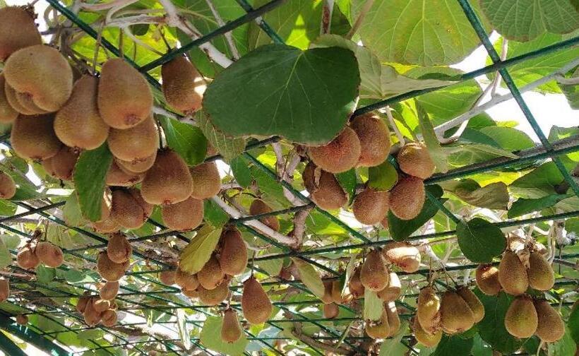 پانسیون Sobe Gajić Sremski Karlovci